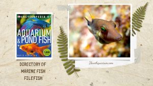 [Ebook] Encyclopedia of Aquarium & Pond Fish - Directory of Marine Fish - Surgeonfish and tangs