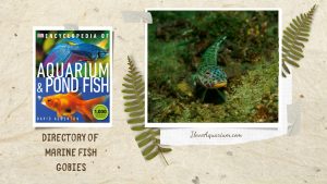 [Ebook] Encyclopedia of Aquarium & Pond Fish - Directory of Marine Fish - Gobies