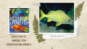 [Ebook] Encyclopedia of Aquarium & Pond Fish - Directory of Marine Fish - Groupers and Grunts