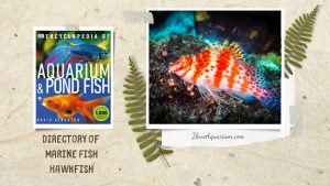 [Ebook] Encyclopedia of Aquarium & Pond Fish - Directory of Marine Fish - Hawkfish