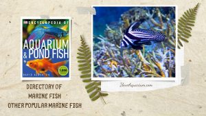 [Ebook] Encyclopedia of Aquarium & Pond Fish - Directory of Marine Fish - Other popular Marine fish
