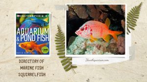 [Ebook] Encyclopedia of Aquarium & Pond Fish - Directory of Marine Fish - Squirrelfish