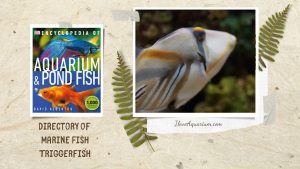 [Ebook] Encyclopedia of Aquarium & Pond Fish - Directory of Marine Fish - Triggerfish