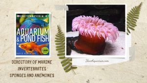 [Ebook] Encyclopedia of Aquarium & Pond Fish - Directory of Marine Invertebrates - Sponges and Anemones