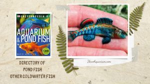 [Ebook] Encyclopedia of Aquarium & Pond Fish - Directory of Pond Fish - Other coldwater fish