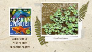 [Ebook] Encyclopedia of Aquarium & Pond Fish - Directory of Pond Plants - Floating plants