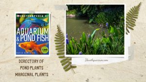 [Ebook] Encyclopedia of Aquarium & Pond Fish - Directory of Pond Plants - Marginal plants