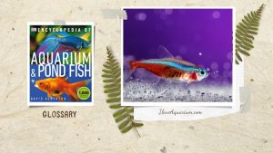 [Ebook] Encyclopedia of Aquarium & Pond Fish - Glossary