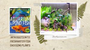 [Ebook] Encyclopedia of Aquarium & Pond Fish - Introduction to Freshwater Fish - Setting up the tank - Choosing plants