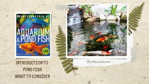 [Ebook] Encyclopedia of Aquarium & Pond Fish - Introduction to Pond Fish - What to consider