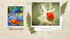 [Ebook] Encyclopedia of Aquarium & Pond Fish - Introduction to FISHKEEPING - What is a fish?