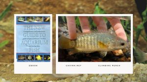 [Ebook] The New Guide to Aquarium Fish - Anabantids - Climbing Perch
