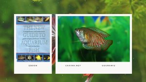 [Ebook] The New Guide to Aquarium Fish - Anabantids - Gouramis