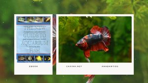 [Ebook] The New Guide to Aquarium Fish - Anabantids