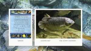 [Ebook] The New Guide to Aquarium Fish - Anabantids - The Giant Gourami