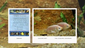 [Ebook] The New Guide to Aquarium Fish - Anabantids - The Kissing Gourami