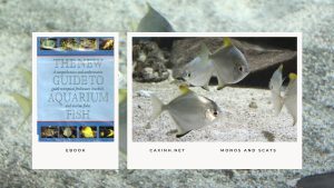 [Ebook] The New Guide to Aquarium Fish - Brackish Water Fishes - Monos and Scats