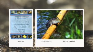 [Ebook] The New Guide to Aquarium Fish - Brackish Water Fishes - Mudskippers