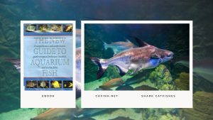 [Ebook] The New Guide to Aquarium Fish - Brackish Water Fishes - Shark Catfishes