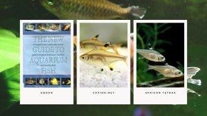 [Ebook] The New Guide to Aquarium Fish - Characins - African Tetras