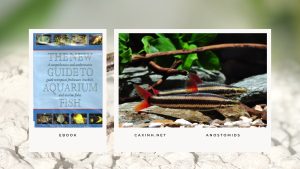 [Ebook] The New Guide to Aquarium Fish - Characins - Anostomids
