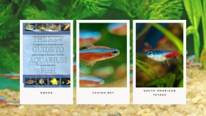 [Ebook] The New Guide to Aquarium Fish - Characins - South American Tetras