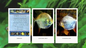 [Ebook] The New Guide to Aquarium Fish - Characins