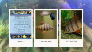 [Ebook] The New Guide to Aquarium Fish - Characins - The Distichodus