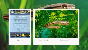 [Ebook] The New Guide to Aquarium Fish - Miscellaneous Freshwater Fishes - Snakeheads