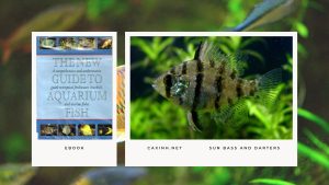 [Ebook] The New Guide to Aquarium Fish - Miscellaneous Freshwater Fishes - Sun Bass and Darters