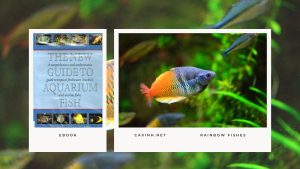 [Ebook] The New Guide to Aquarium Fish - Miscellaneous Freshwater Fishes - Rainbowfishes