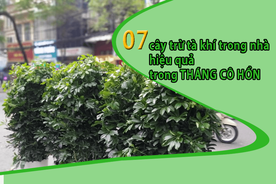 07 cây trừ tà khí trong nhà trong tháng cô hồn