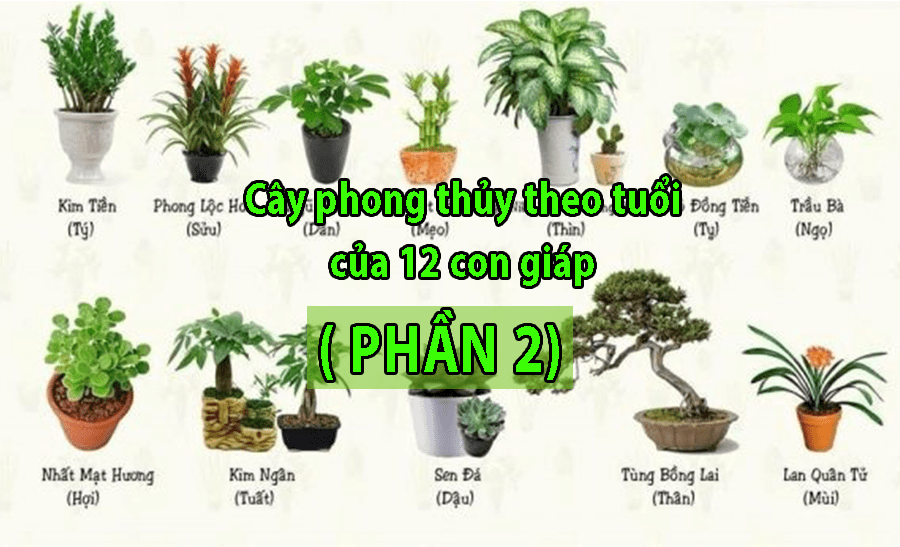 12 cây phong thủy theo tuổi phần 2