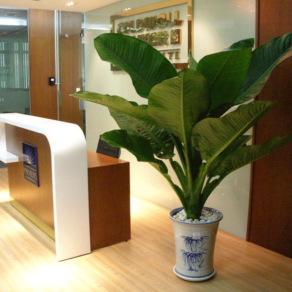 15 cây cảnh tặng khai trương cho khởi đầu thuận lợi - đại phú gia 15-cay-canh-tang-khai-truong-cho-khoi-dau-thuan-loi-11.gif