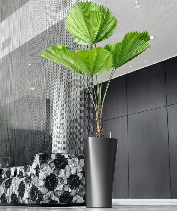 15 cây cảnh tặng khai trương cho khởi đầu thuận lợi - cây cọ nhật 15-cay-canh-tang-khai-truong-cho-khoi-dau-thuan-loi-12.jpg