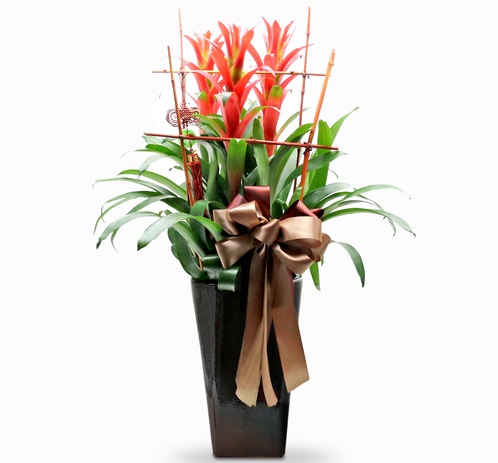 15 cây cảnh tặng khai trương cho khởi đầu thuận lợi - phong lộc hoa 15-cay-canh-tang-khai-truong-cho-khoi-dau-thuan-loi-14.jpg