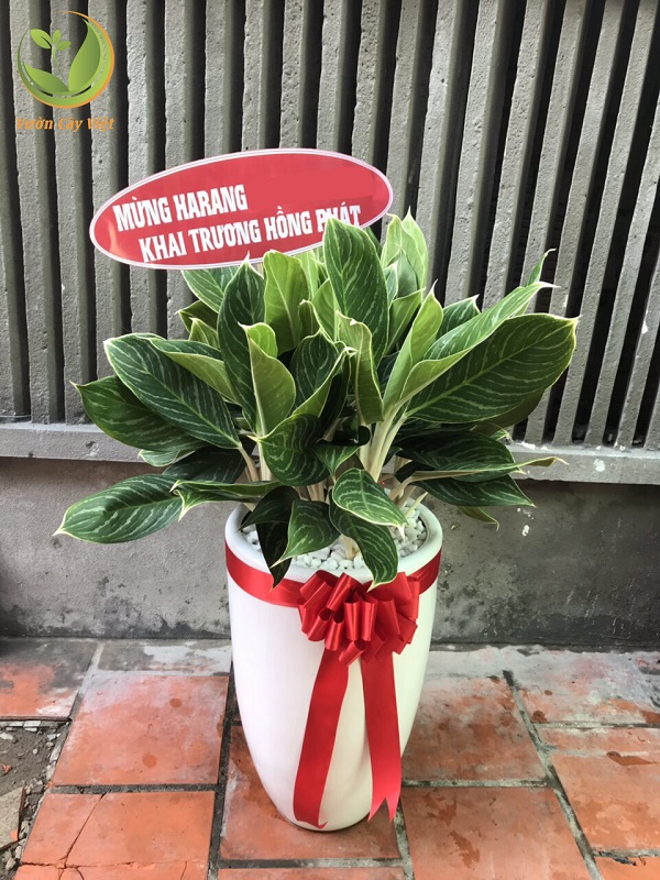 15-cay-canh-tang-khai-truong-cho-khoi-dau-thuan-loi-17 15-cay-canh-tang-khai-truong-cho-khoi-dau-thuan-loi-17.jpg