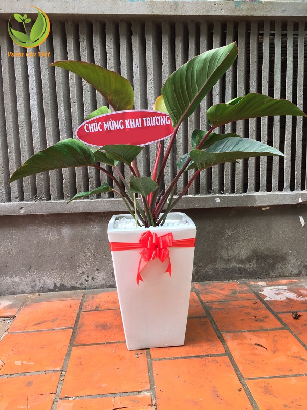 15-cay-canh-tang-khai-truong-cho-khoi-dau-thuan-loi-18 15-cay-canh-tang-khai-truong-cho-khoi-dau-thuan-loi-18.jpg