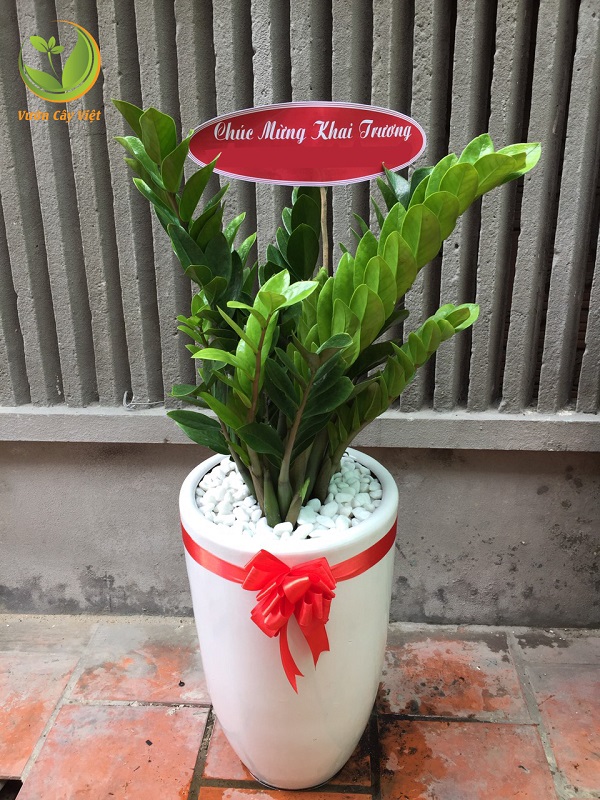 15-cay-canh-tang-khai-truong-cho-khoi-dau-thuan-loi-19 15-cay-canh-tang-khai-truong-cho-khoi-dau-thuan-loi-19.jpg