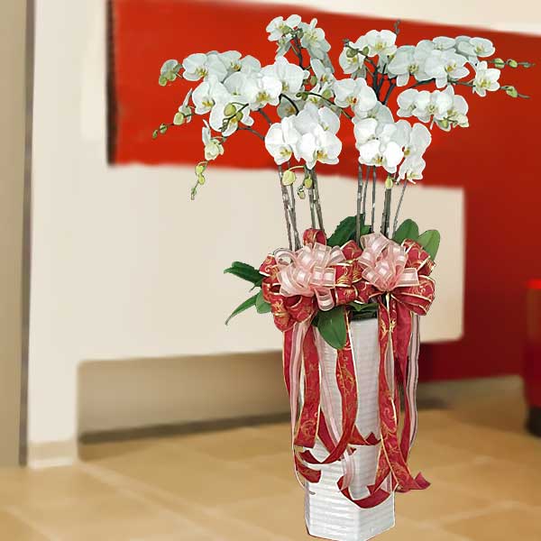 15 cây cảnh tặng khai trương cho khởi đầu thuận lợi - cây lan hồ điệp 15-cay-canh-tang-khai-truong-cho-khoi-dau-thuan-loi-2.jpg