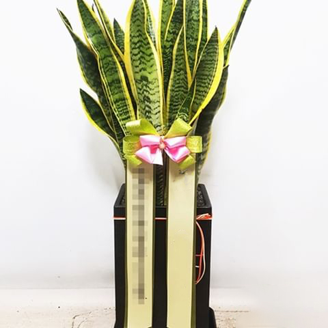 15-cay-canh-tang-khai-truong-cho-khoi-dau-thuan-loi-20 15-cay-canh-tang-khai-truong-cho-khoi-dau-thuan-loi-20.jpg