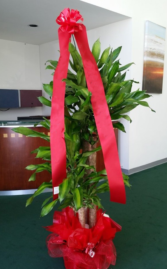 15-cay-canh-tang-khai-truong-cho-khoi-dau-thuan-loi-21 15-cay-canh-tang-khai-truong-cho-khoi-dau-thuan-loi-21.jpg