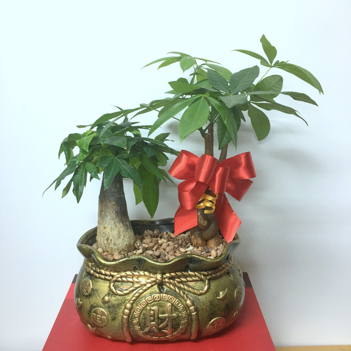 15 cây cảnh tặng khai trương cho khởi đầu thuận lợi - cây Kim Ngân 15-cay-canh-tang-khai-truong-cho-khoi-dau-thuan-loi-3.1.jpg