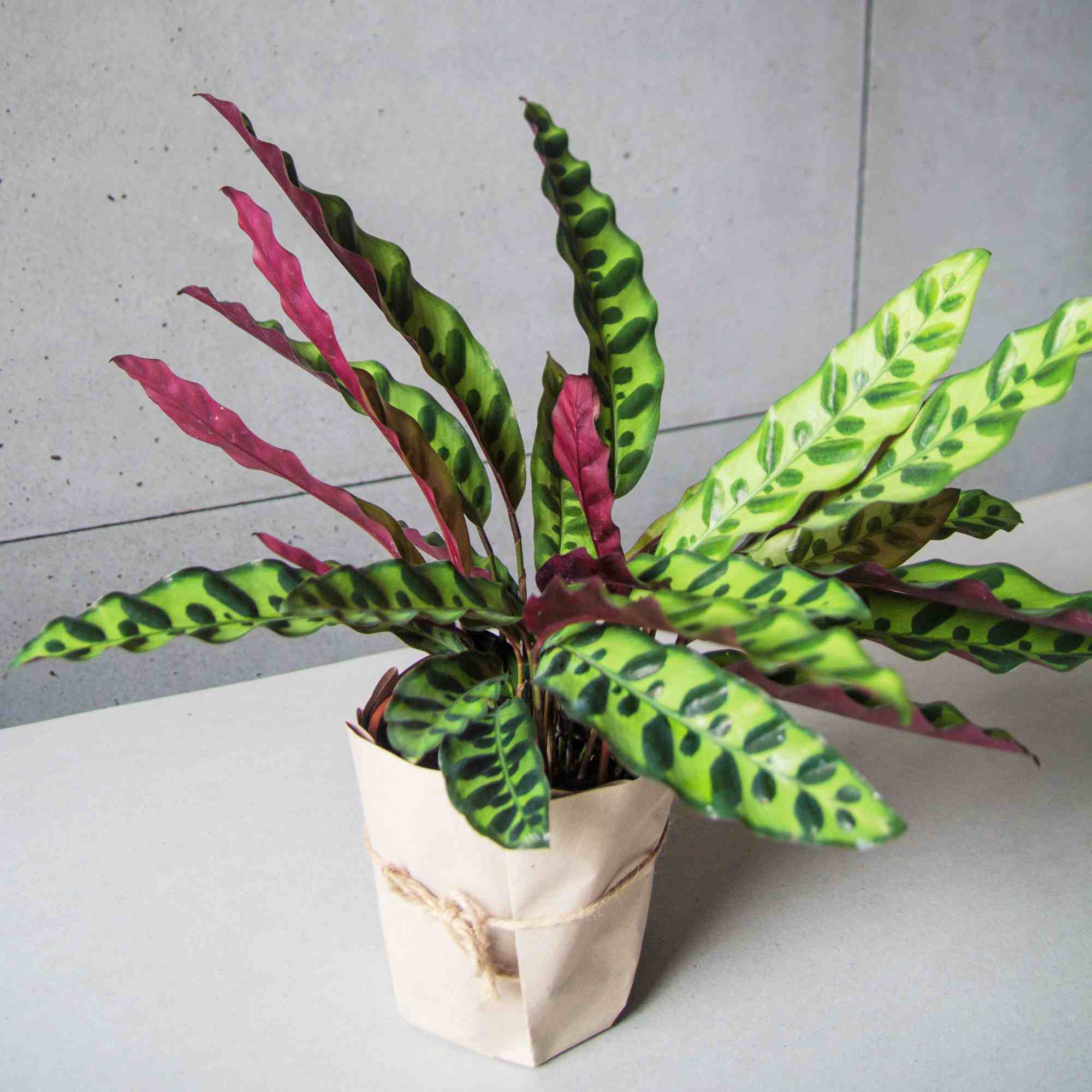 15 cây cảnh tặng khai trương cho khởi đầu thuận lợi - cây đuôi phụng 15-cay-canh-tang-khai-truong-cho-khoi-dau-thuan-loi-6.jpg