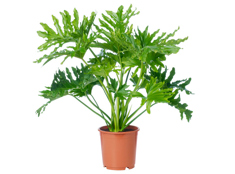 15 cây cảnh tặng khai trương cho khởi đầu thuận lợi - trầu bà thanh xuân 15-cay-canh-tang-khai-truong-cho-khoi-dau-thuan-loi-8.JPG