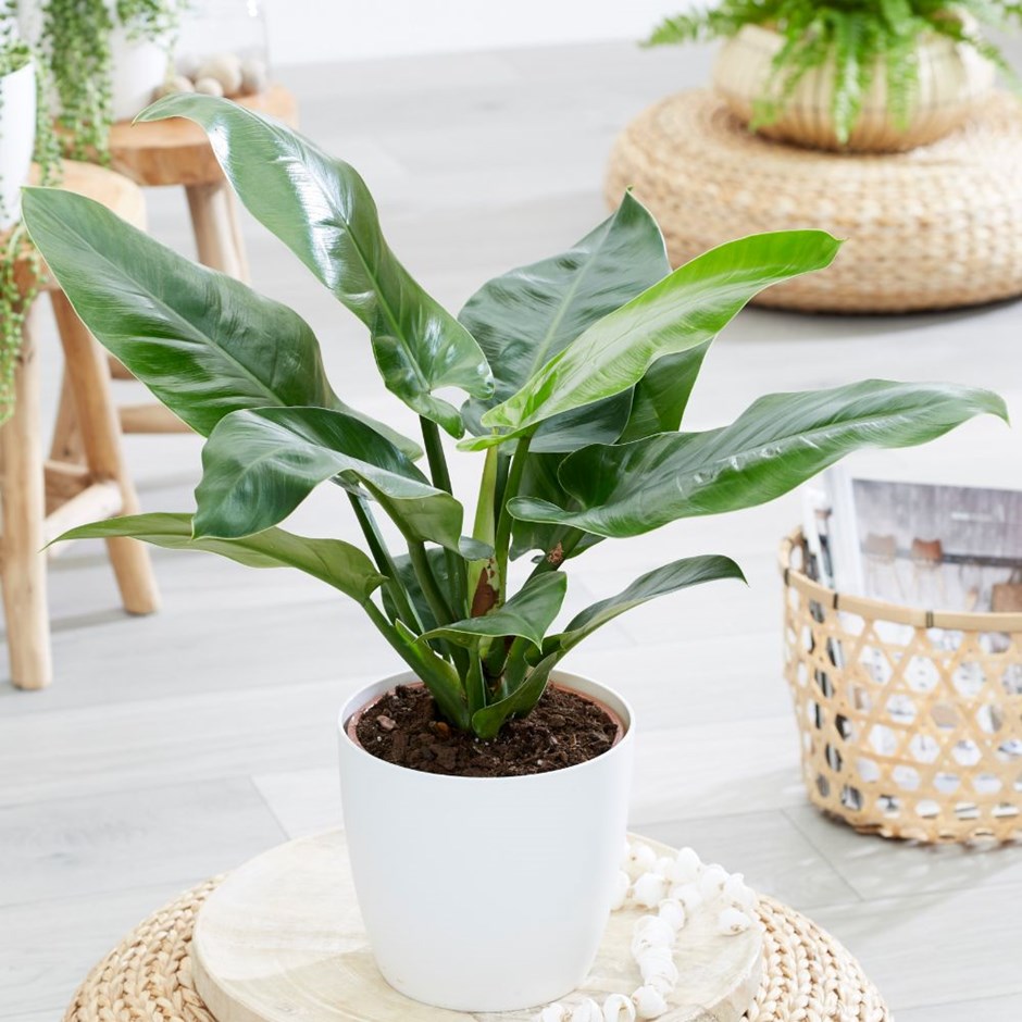 15 cây cảnh tặng khai trương cho khởi đầu thuận lợi - trầu bà đế vương xanh 15-cay-canh-tang-khai-truong-cho-khoi-dau-thuan-loi-9.jpg