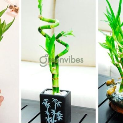1992-hop-cay-gi-de-ban-lam-viec-1-400x400-2 Tuổi Nhâm Thân 1992 hợp cây gì để bàn làm việc hút may mắn?