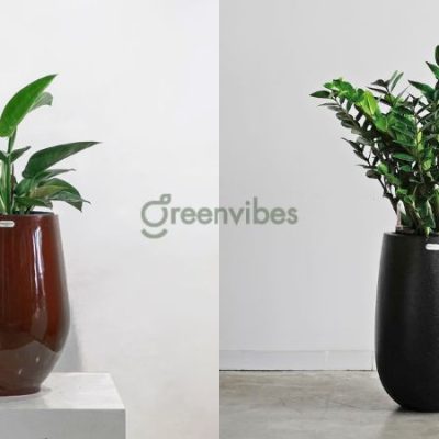 1994-hop-cay-gi-de-ban-lam-viec-1-400x400-3 1994 hợp cây gì để bàn làm việc thu hút may mắn?