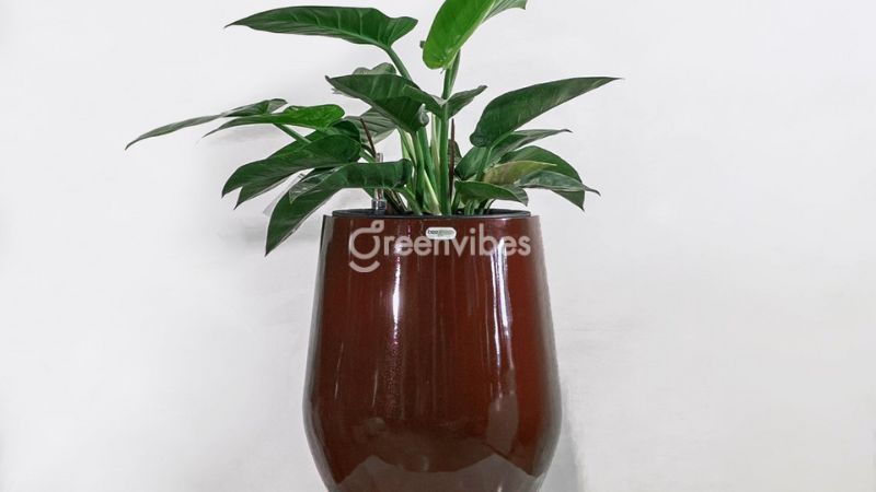 1994-hop-cay-gi-de-ban-lam-viec-2 1994 hợp cây gì để bàn làm việc? Cây đế vương xanh