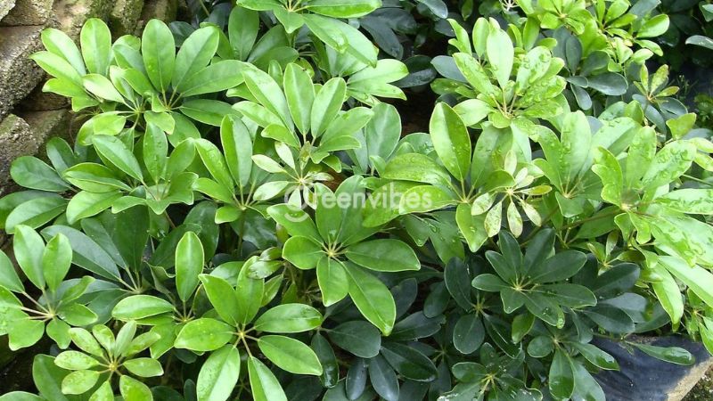 1994-hop-cay-gi-de-ban-lam-viec-4 Cây ngũ gia bì mang tài lộc cho người sinh năm 1994